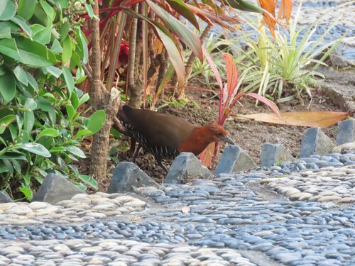 Slaty-legged Crake (Rallina eurizonoides)
