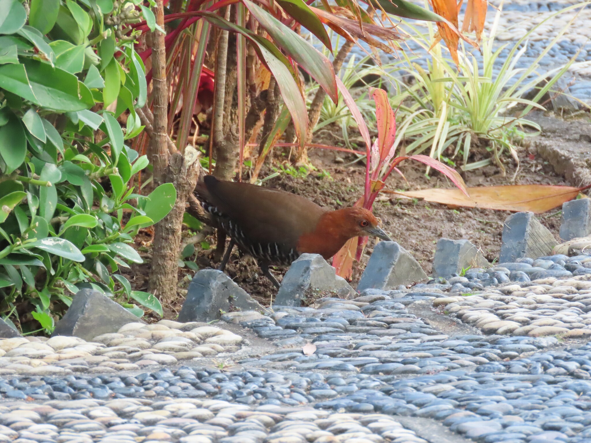 Slaty-legged Crake (Rallina eurizonoides), photo 1