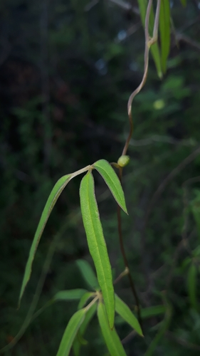 Dioscorea bemarivensis