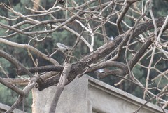 Polioptila caerulea