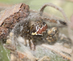 Theridion pictum