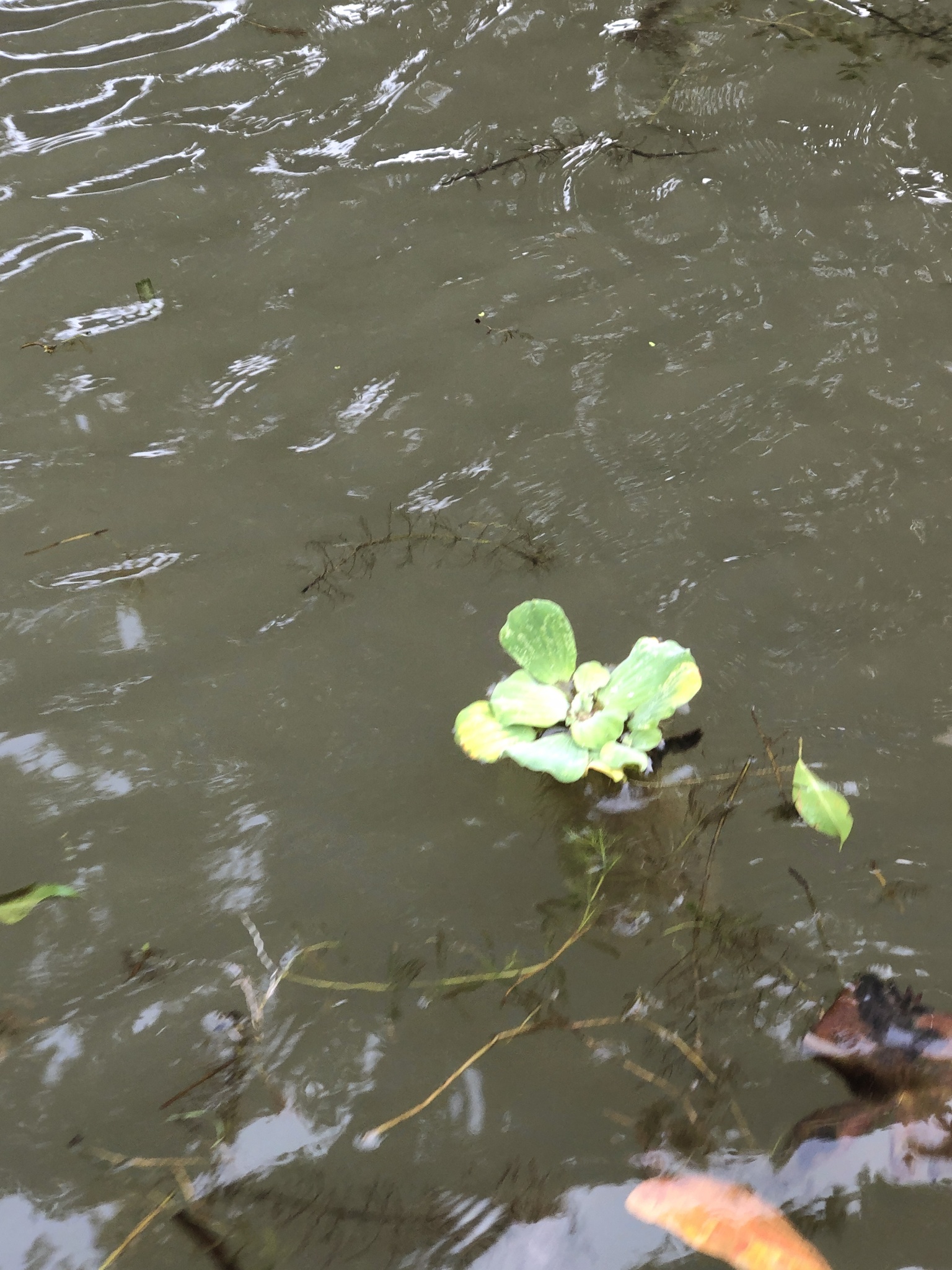 Pistia stratiotes — ảnh 2
