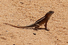 Chalarodon madagascariensis