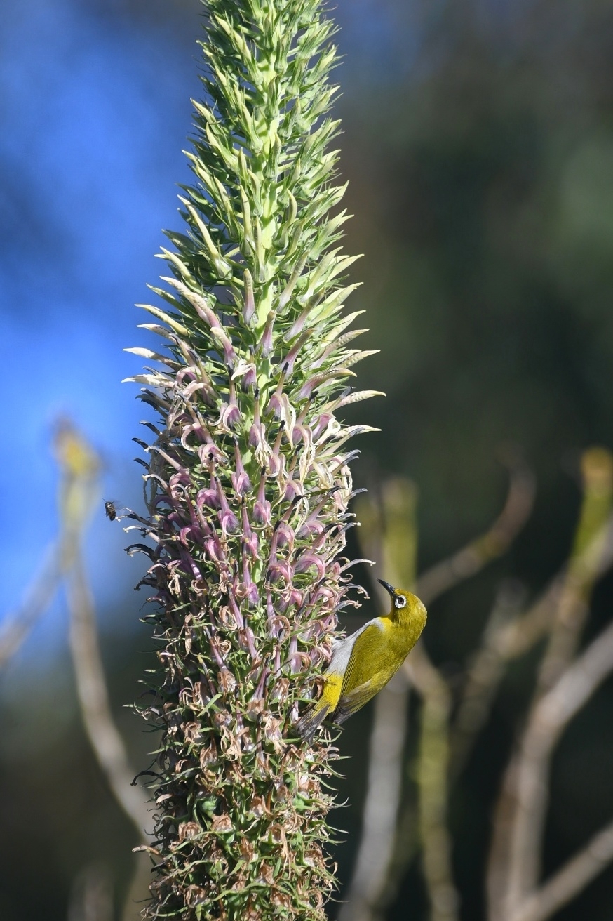 Indian White-eye (Zosterops palpebrosus), photo 6
