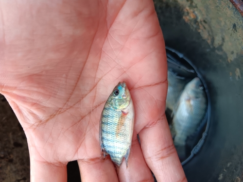 Oreochromis niloticus