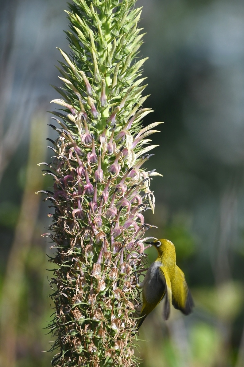 Indian White-eye (Zosterops palpebrosus), photo 7
