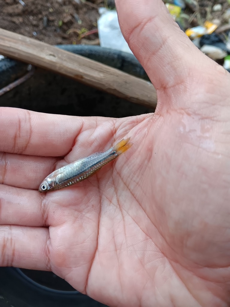 Silver rasbora (Rasbora argyrotaenia)