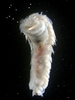Pectinaria dayaensis - Photo (c) ayegege, some rights reserved (CC BY-NC), uploaded by ayegege
