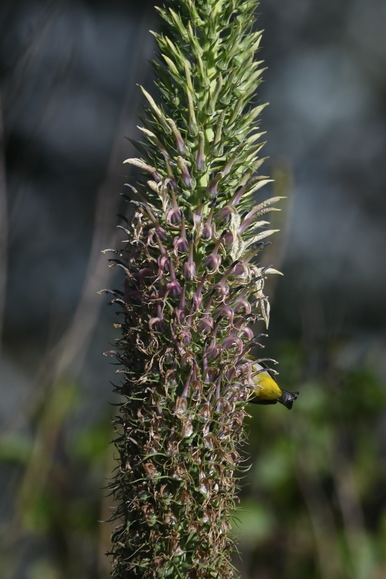 Indian White-eye (Zosterops palpebrosus), photo 8