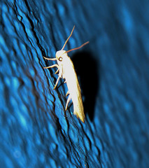 Durrantia piperatella