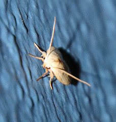 Durrantia piperatella