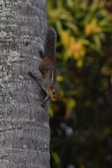 Funambulus tristriatus