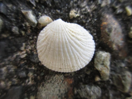 Ctena delicatula