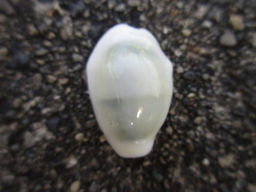 Monetaria moneta