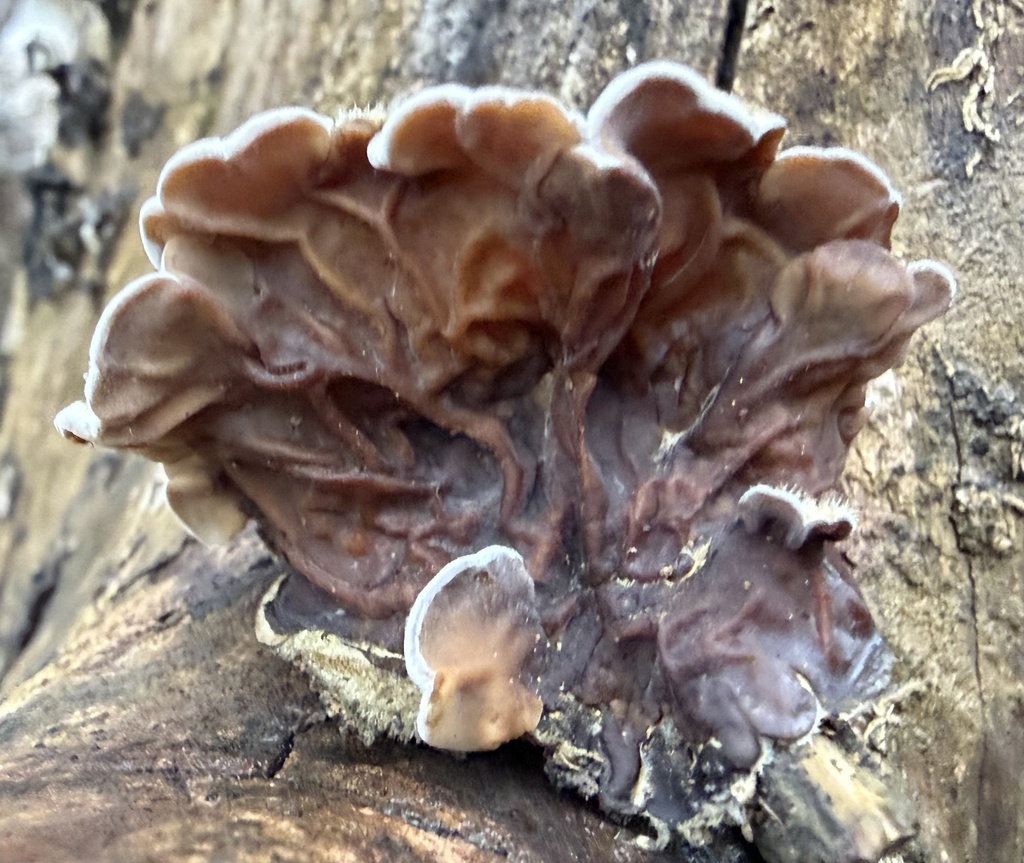 Auricularia mesenterica · January 2026 · photo: © lucian_clanet (iNaturalist, cc-by)