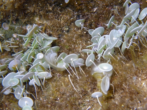 Mermaid's wine glass (Acetabularia acetabulum)