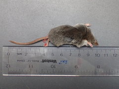 Sorex monticola