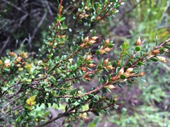 Epacris glabella