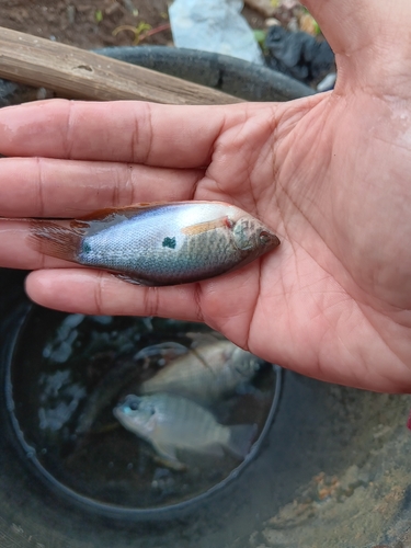 Trichopodus trichopterus