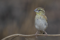 Golden-Backed Bishop photo 1