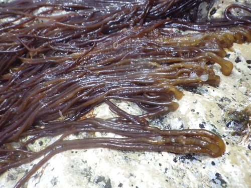 Sea Noodle (Nemalion elminthoides)