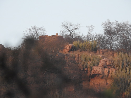 Leopard