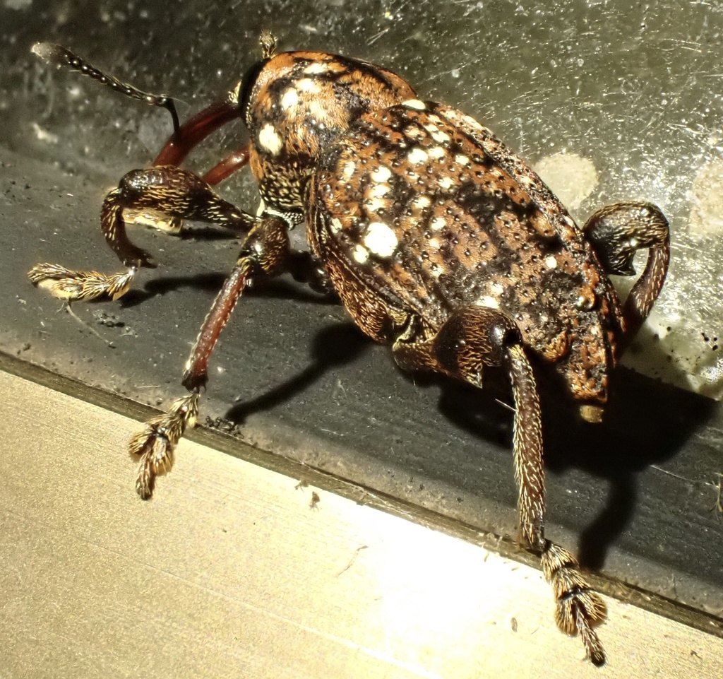 Marshallius contaminatus