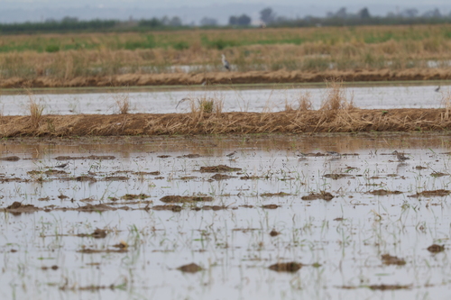 iNaturalist: (c) Angel, some rights reserved (CC BY-NC), uploaded by Angel iNaturalist image