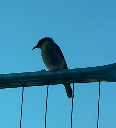 Singing Honeyeater (Gavicalis virescens), photo 6