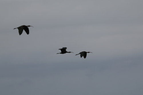 iNaturalist: (c) Angel, some rights reserved (CC BY-NC), uploaded by Angel iNaturalist image