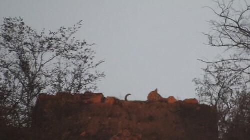 Leopard