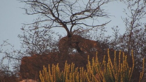 Leopard