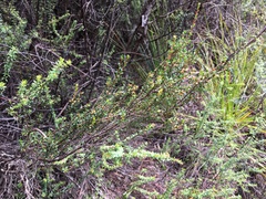 Epacris glabella