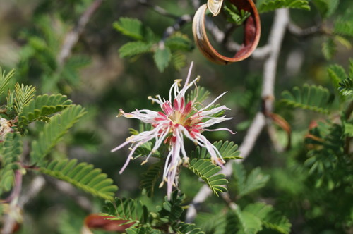 Calliandropsis nervosus