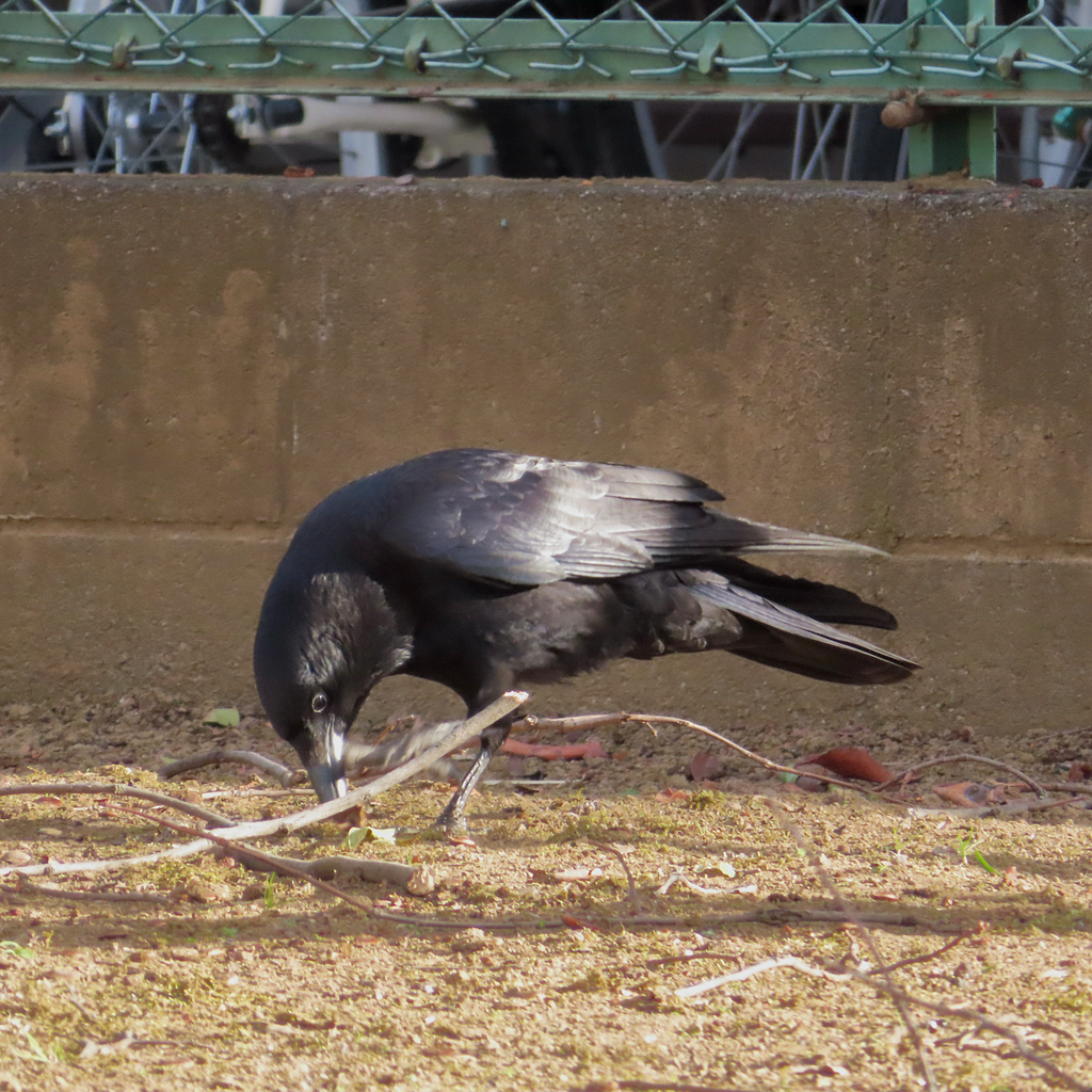 January Crow Carrion Crow from Yokohama, JP-KN, JP on January 27, 2026 at 08:38 AM ...