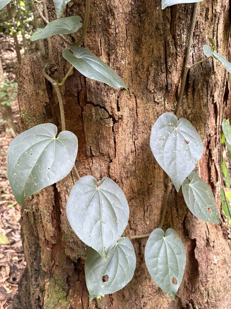 Australian Pepper Vine