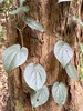Australian Pepper Vine - Photo (c) Ethan Beaver, some rights reserved (CC BY-NC), uploaded by Ethan Beaver