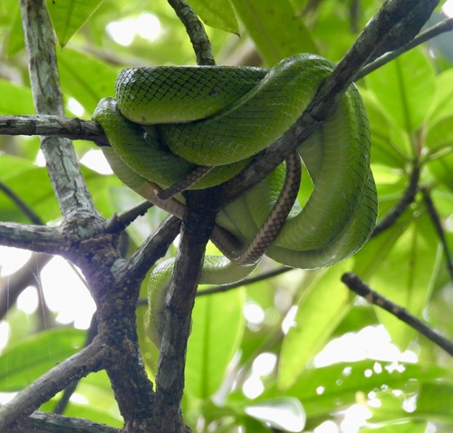 Gonyosoma oxycephalum