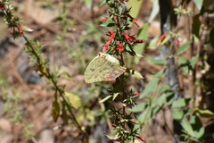 Phoebis neocypris virgo