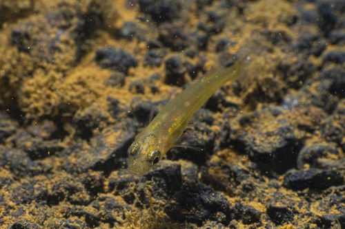 New Caledonian galaxias (Galaxias neocaledonicus) — Galaxiidae — 3