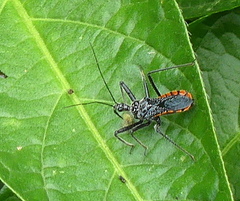 Rhynocoris tristis