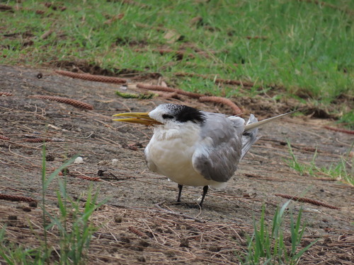 iNaturalist: (c) ian_mcallan, some rights reserved (CC BY-NC) iNaturalist image