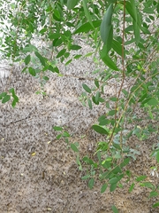 Sonneratia caseolaris