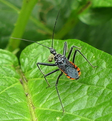 Rhynocoris tristis