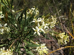 Lomatia polymorpha