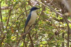 Cyanolanius madagascarinus