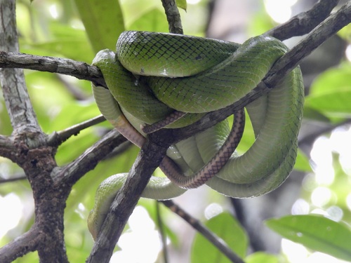 Gonyosoma oxycephalum