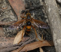 Neosaropogon