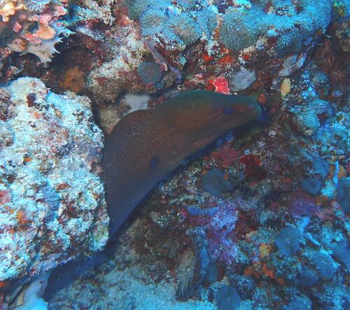 Gymnothorax javanicus