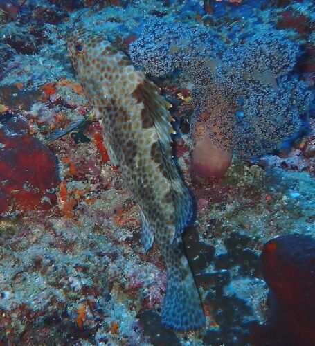 Epinephelus bilobatus